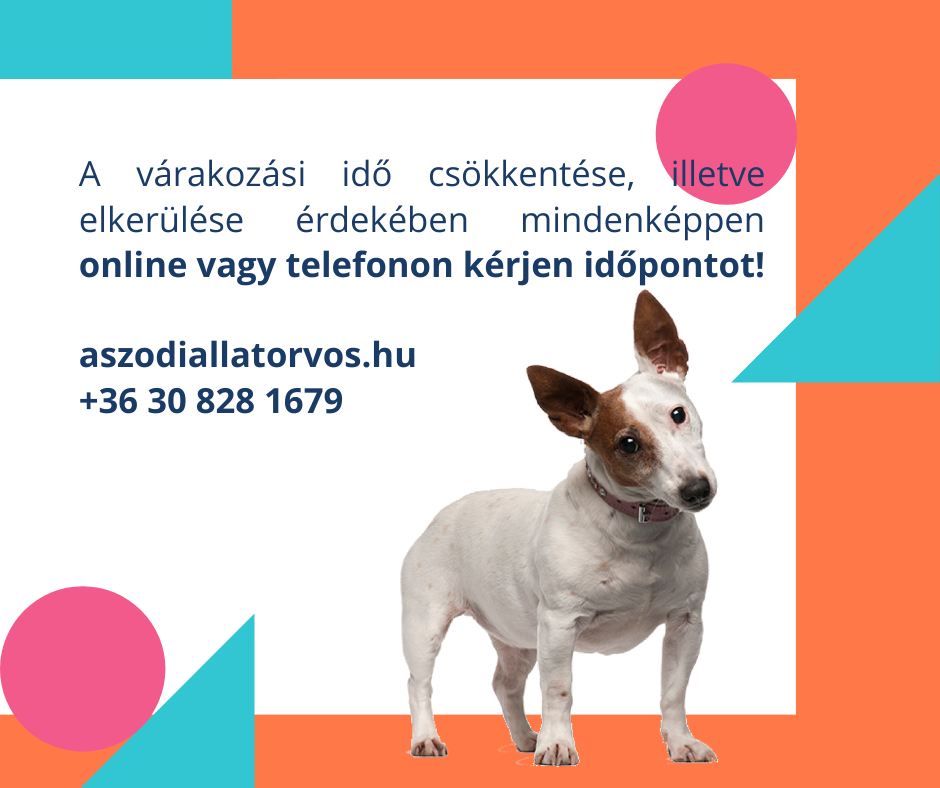 There is nothing truer in this world than the love of a good dog. (2)
